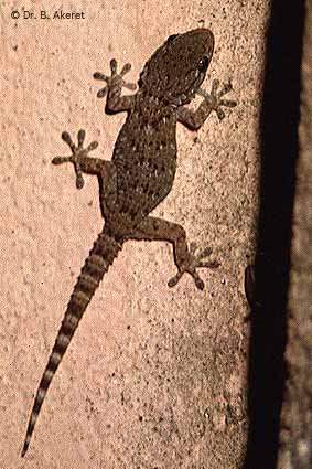 turcicus gecko hemidactylus